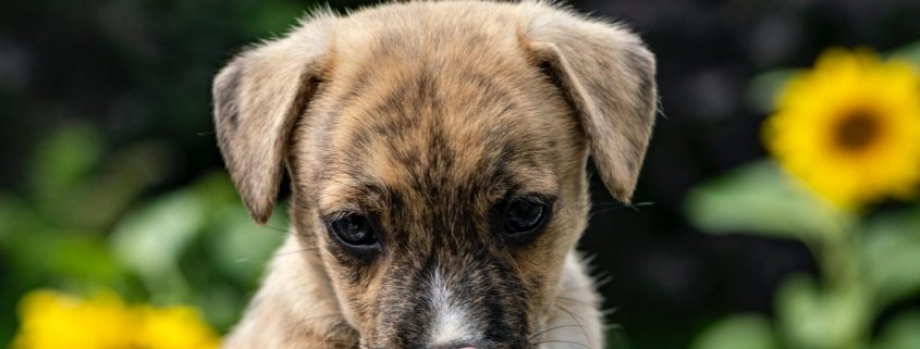 a small brown puppy licks its news