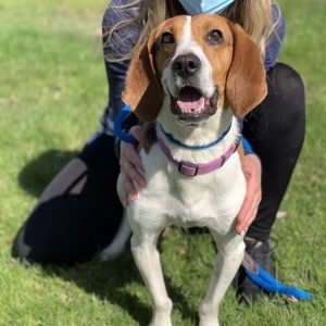 white and brown hound