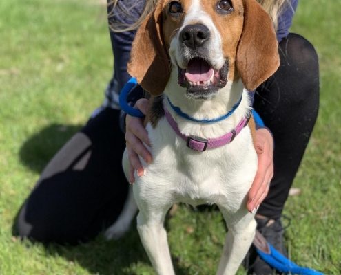 white and brown hound