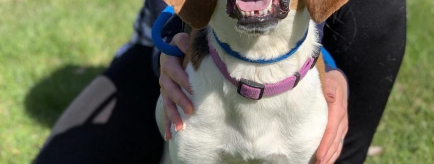 white and brown hound