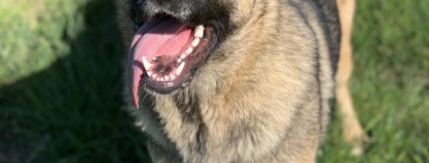 A brown and black huskie looking dog is outside and has her mouth open in a smile with tongue showing