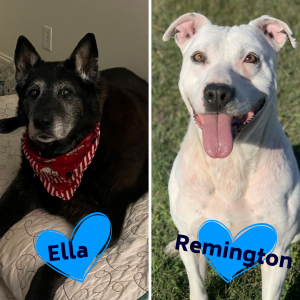 two photos side by sode, one with a black, older looking dog laying on a dog bed wearing a red bandana and the other a white short haired dog sitting outside with his tongue out