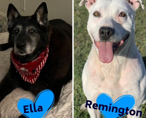 two photos side by sode, one with a black, older looking dog laying on a dog bed wearing a red bandana and the other a white short haired dog sitting outside with his tongue out