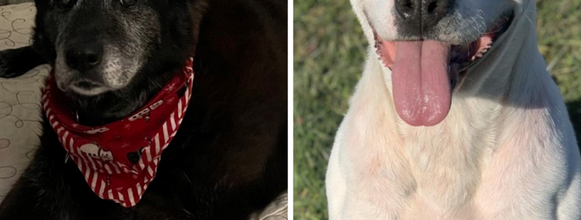 two photos side by sode, one with a black, older looking dog laying on a dog bed wearing a red bandana and the other a white short haired dog sitting outside with his tongue out