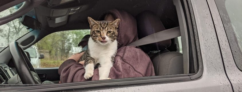 A white and grey cat is help in his owners arms in a car