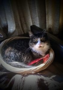 a grey and white cat sits curled in a basket with a red feather toy