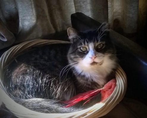 a grey and white cat sits curled in a basket with a red feather toy