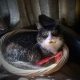 a grey and white cat sits curled in a basket with a red feather toy