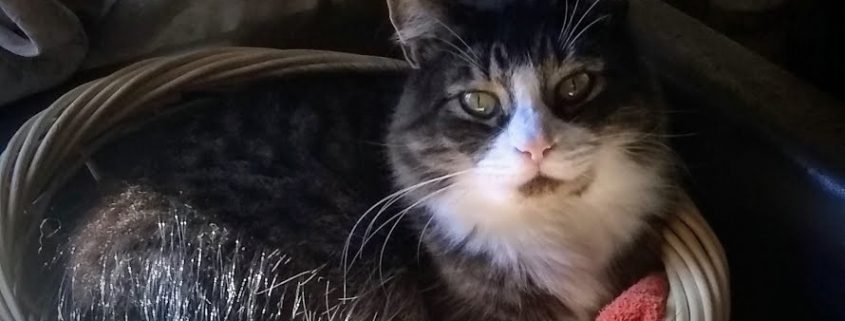 a grey and white cat sits curled in a basket with a red feather toy