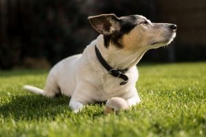 a jack russell terrier lays on the grass with a tennis ball in front of him