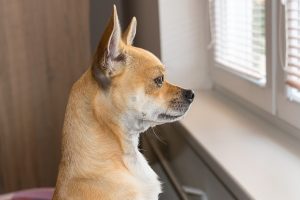 small brown dog looks out a window