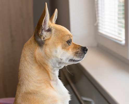 small brown dog looks out a window