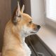 small brown dog looks out a window