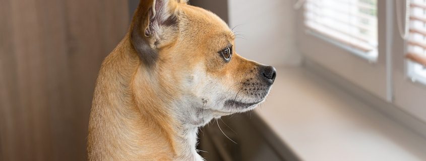 small brown dog looks out a window