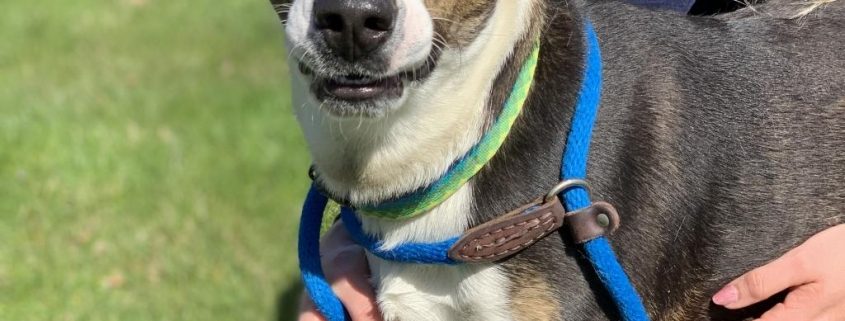 white and black dog with small brown markings