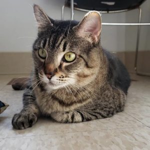 Luna, a grey tabby cat with emerald green eyes