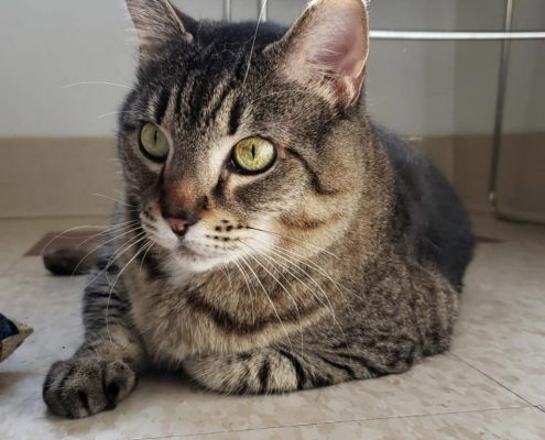 Luna, a grey tabby cat with emerald green eyes