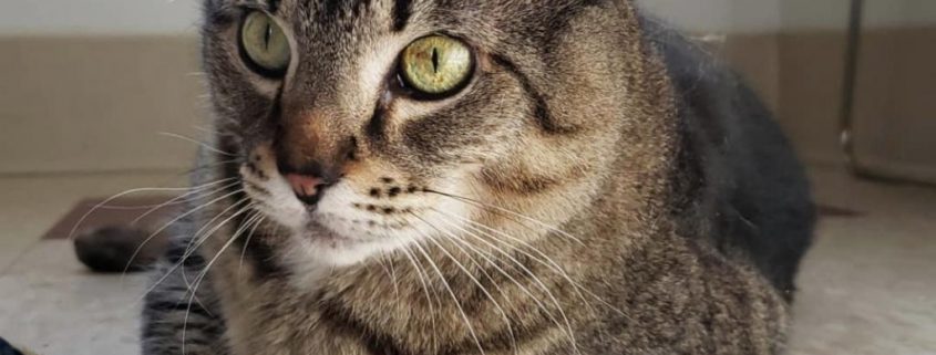 Luna, a grey tabby cat with emerald green eyes
