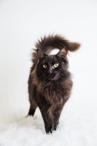 fluffy black cat with green eyes