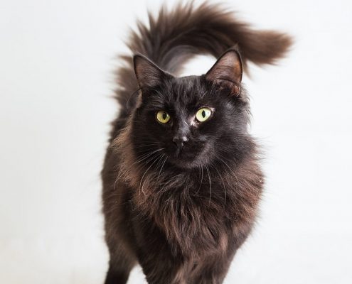 fluffy black cat with green eyes