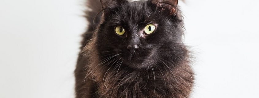 fluffy black cat with green eyes