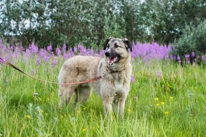 Shaggy light brown dog on a leash in an overgrown grassy field