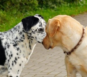 whihte dog with black spots and ears stands nose to nose with a short haired tan dog