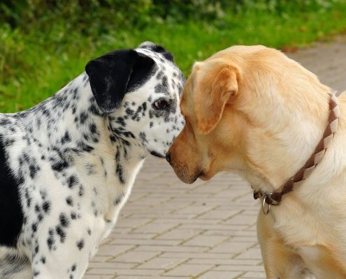 white dog with black spots and ears stands nose to nose with a short haired tan dog