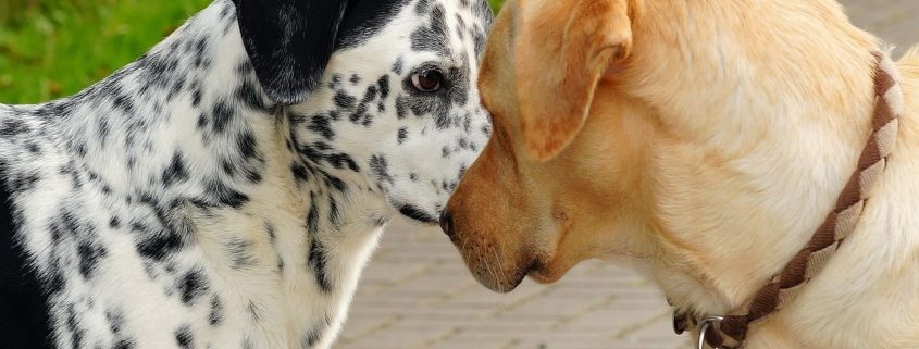 white dog with black spots and ears stands nose to nose with a short haired tan dog