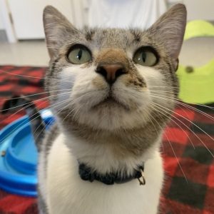 a grey cat with white nose looks up at the camera