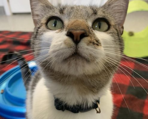 a grey cat with white nose looks up at the camera