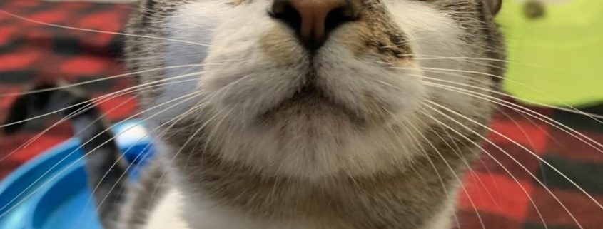 a grey cat with white nose looks up at the camera