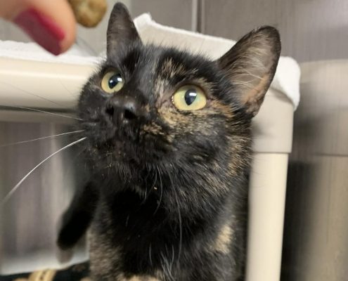 a dark tortoise colored cat with large yellow eyes looks up at a treat held almost out of frame.