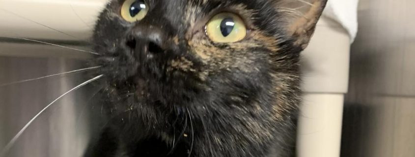 a dark tortoise colored cat with large yellow eyes looks up at a treat held almost out of frame.