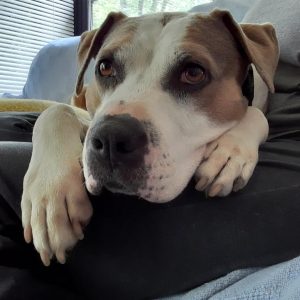 A white dog with grey ears and big eyes lays on a person's leg