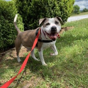 Meet Boo Boo Adopted Blue Ridge Humane Society Featured Pet Meet Boo Boo Adopted