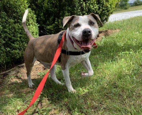 A white dog with grey ears and big eyes stands outside with his tongue out in a smile