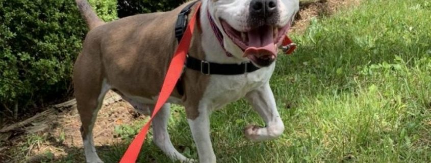 A white dog with grey ears and big eyes stands outside with his tongue out in a smile