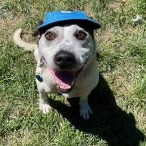 A white-ish grey dog sits on the ground looking up at the camera with a smile while wearing a blue cap