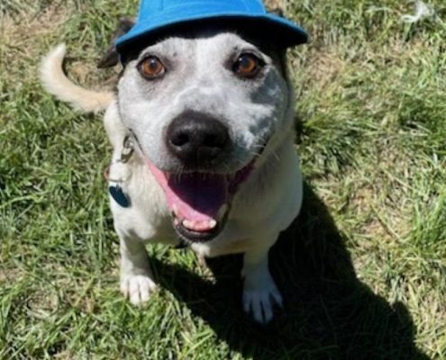 A white-ish grey dog sits on the ground looking up at the camera with a smile while wearing a blue cap