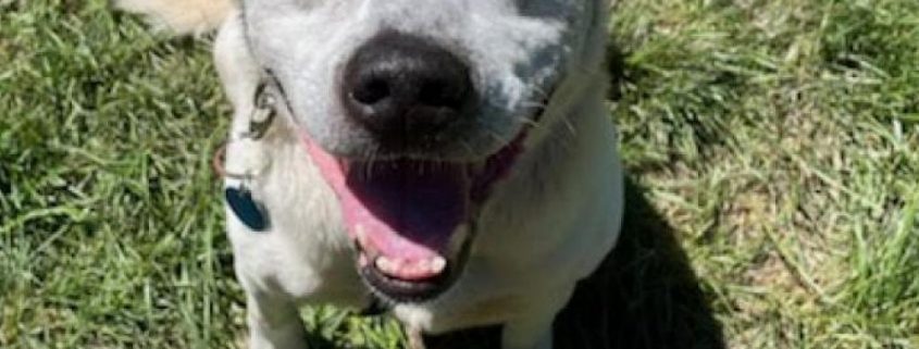 A white-ish grey dog sits on the ground looking up at the camera with a smile while wearing a blue cap