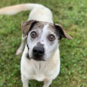 A white dog with grey ears and big eyes