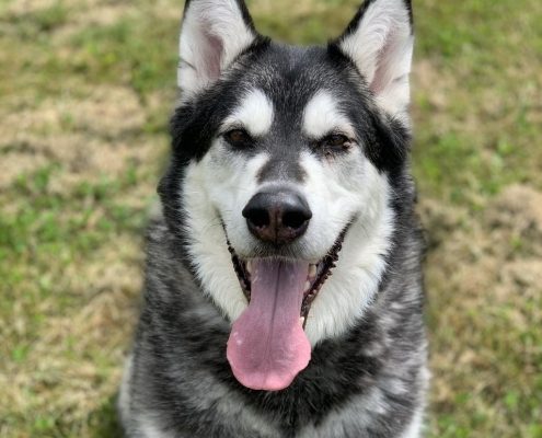 a large dog with huskie markings of white and grey
