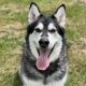 a large dog with huskie markings of white and grey