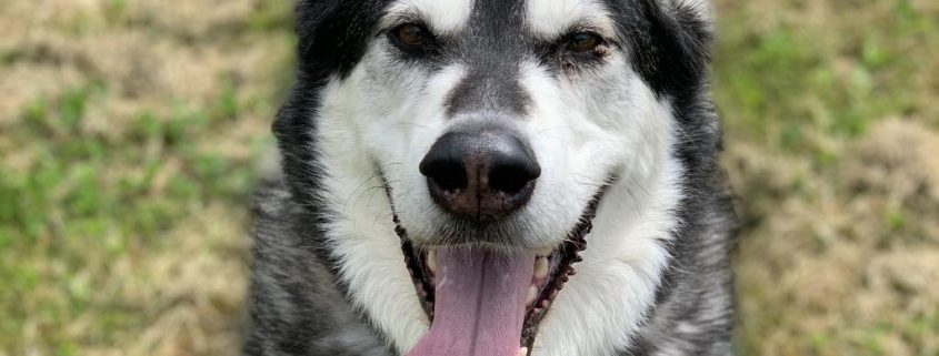 a large dog with huskie markings of white and grey