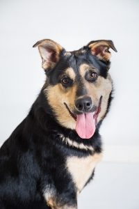 a large black dog with brown face and chest looks at the camera with her tongue out and ears peaked. 