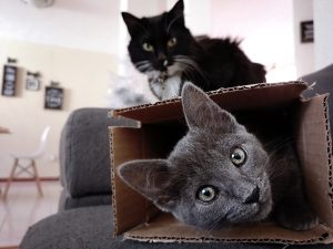 a gray cat lays in a cardboard box with a black cat sitting in the background on top of the box 