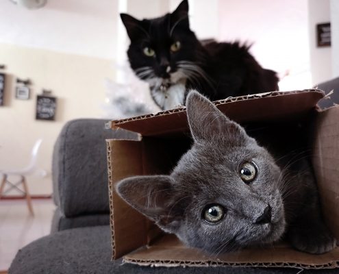 a gray cat lays in a cardboard box with a black cat sitting in the background on top of the box