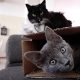 a gray cat lays in a cardboard box with a black cat sitting in the background on top of the box