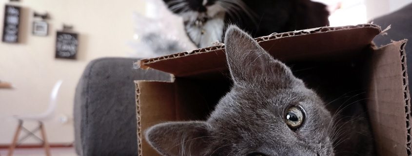 a gray cat lays in a cardboard box with a black cat sitting in the background on top of the box